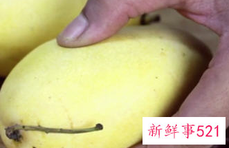 判断芒果熟与不熟