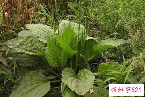 车钱草怎么吃最好