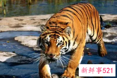 属虎的人戴碧玺好不好