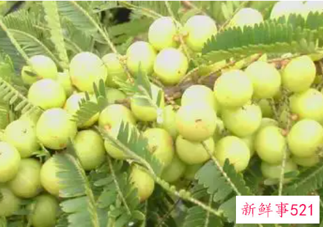 滇橄榄粉的功效与作用