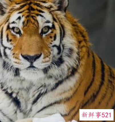 属虎今年有一难