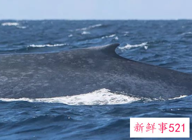 海滩沙子里面有什么动物