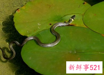 梦见一堆蛇好不好