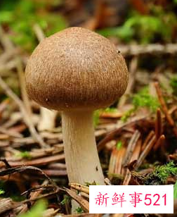 丹参晒干后用什么保存