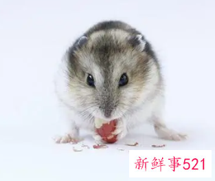 梦见家有很多老鼠乱跑