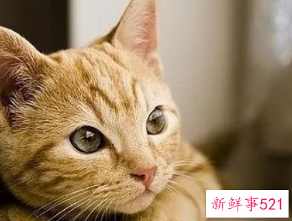 中年女人梦见猫是什么预兆