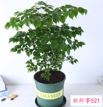 幸福树怎么养才茂盛幸福