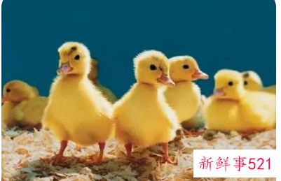 梦见鸭蛋孵出小鸭是什么意思