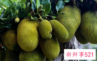 大树菠萝的作用和功效