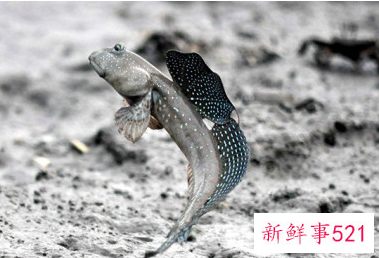 海滩沙子里面有什么动物