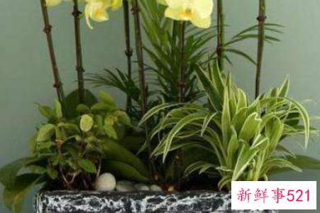 花盆大小不适会造成哪些后果