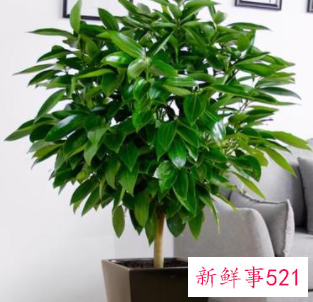 什么植物适合养在客厅