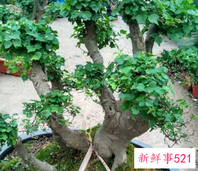 幸福树怎么养才茂盛幸福