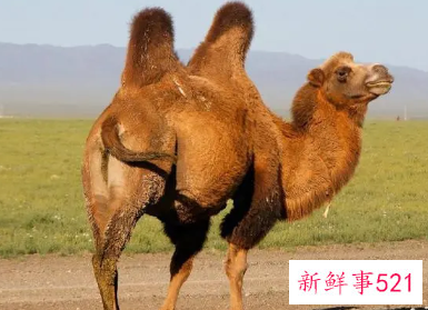 骆驼只有双峰驼一种