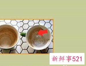 小苏打怎么洗杯子里的茶垢