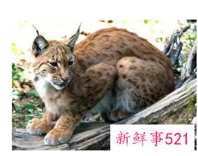 桃园那只绝代美狸猫的故事