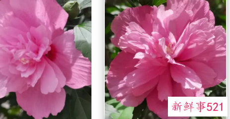 粉紫重瓣木槿的栽培要点