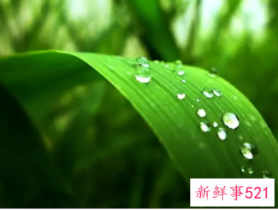 梦见朝露是什么意思