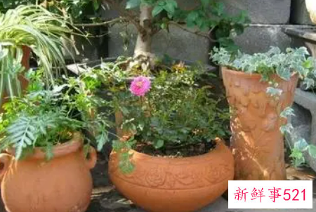 花盆大小不适会造成哪些后果