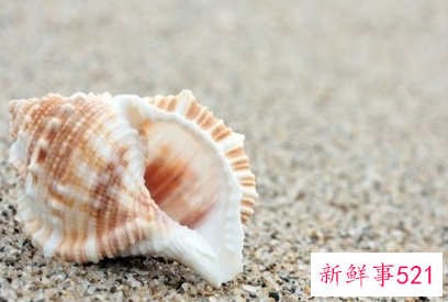 海滩沙子里面有什么动物