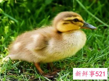 梦见鸭蛋孵出小鸭是什么意思