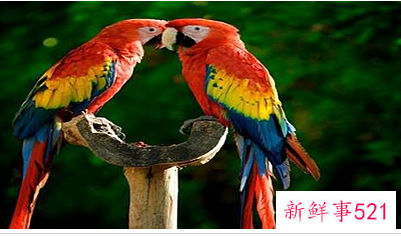 森林里的动物有哪些动物会模仿