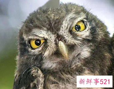 森林里的动物有哪些动物会模仿