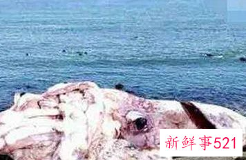 现在海洋里最大的十种动物