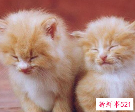 中年女人梦见猫是什么预兆