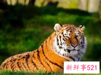 属虎的人戴碧玺好不好