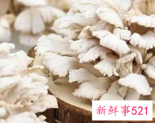 菌类食物的功效与作用