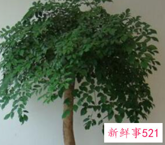 幸福树怎么养才茂盛幸福