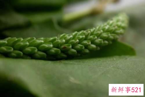 车钱草怎么吃最好