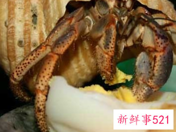 海滩沙子里面有什么动物