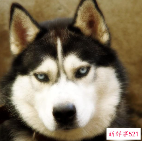 梦见有眼睛在瞪你是什么征兆