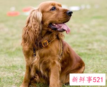 如何打理可卡毛发