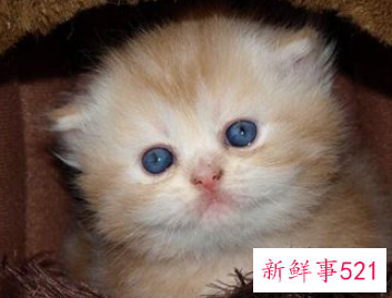 梦见好多小猫崽