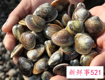 海滩沙子里面有什么动物