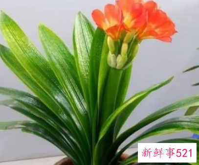 君子兰中心叶打褶咋回事