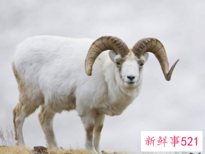 为什么白羊座感情不顺