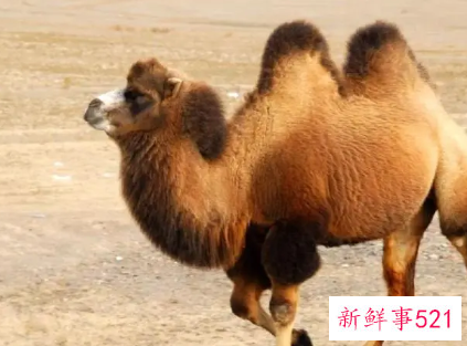 骆驼只有双峰驼一种