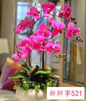 兰花摆放哪里招财