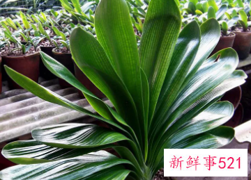 君子兰中心叶打褶咋回事