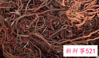 丹参晒干后用什么保存