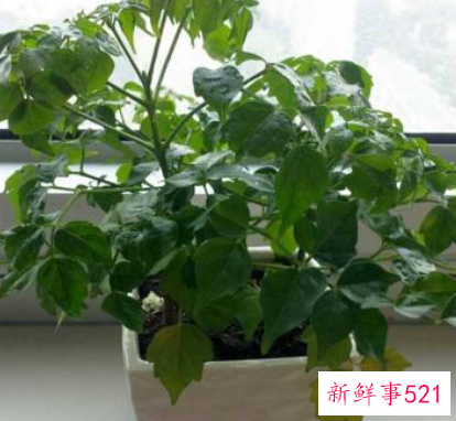 幸福树怎么养才茂盛幸福