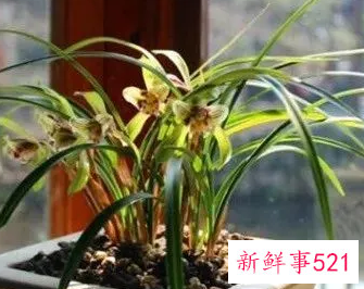 兰花摆放哪里招财