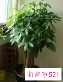 招财树的养殖方法