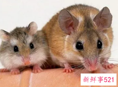 梦见家有很多老鼠乱跑