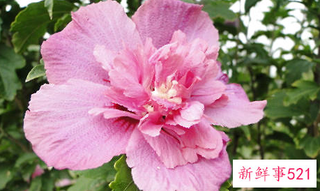 粉紫重瓣木槿的栽培要点