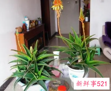 什么植物适合养在客厅
